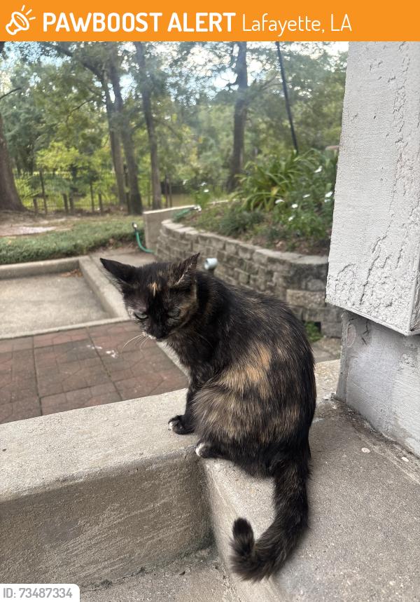 Found/Stray Female Cat last seen River Road, Lafayette, LA 70501