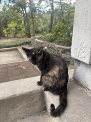 Found/Stray Female Cat last seen River Road, Lafayette, LA 70501