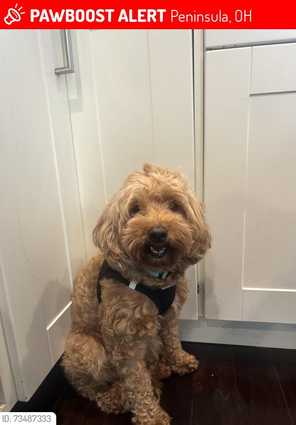 Lost Female Dog last seen Stine road, Peninsula, OH 44264