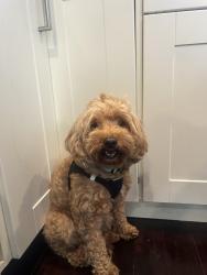 Lost Female Dog last seen Stine road, Peninsula, OH 44264