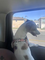 Reunited Female Dog last seen El Cajon blvd & Mohawk st, San Diego County, CA 92115