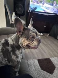Reunited Male Dog last seen Near Montgomery ave, Pensacola, FL 32526