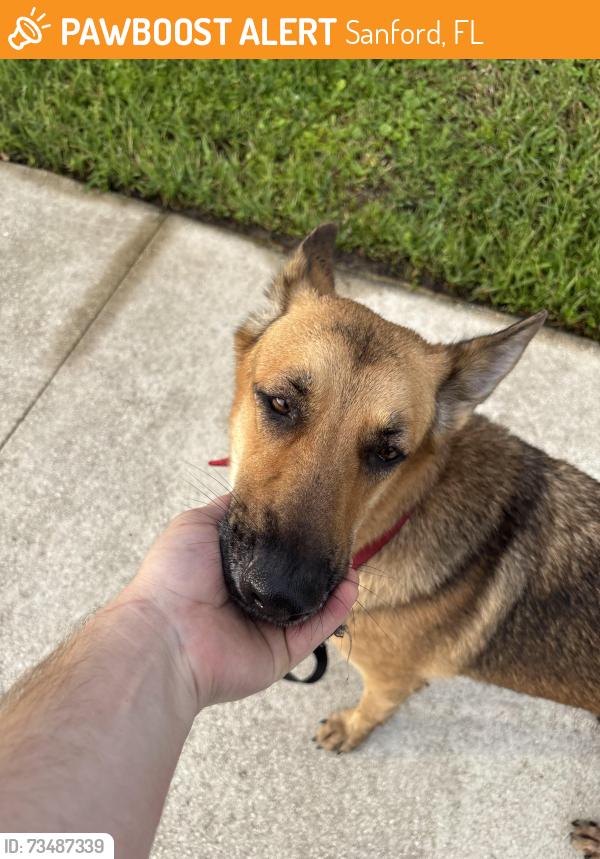 Found/Stray Unknown Dog last seen Celery Ave, Sanford, Sanford, FL 32771