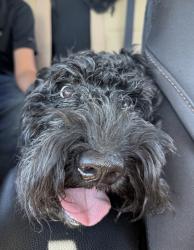 Found/Stray Male Dog last seen Badgers springs middle school, Moreno Valley, CA 92553