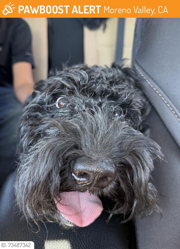 Found/Stray Male Dog last seen Badgers springs middle school, Moreno Valley, CA 92553