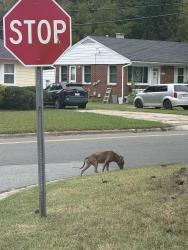 Found/Stray Unknown Dog last seen Beechwood Dr headed towards E Cornwallis Rd, Durham, NC 27707