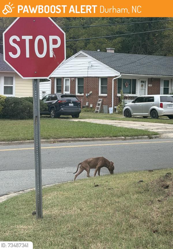 Found/Stray Unknown Dog last seen Beechwood Dr headed towards E Cornwallis Rd, Durham, NC 27707