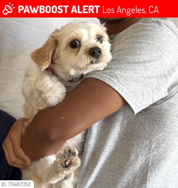 Lost Female Dog last seen Avalon and mckinley, Los Angeles, CA 90011