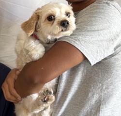 Lost Female Dog last seen Avalon and mckinley, Los Angeles, CA 90011