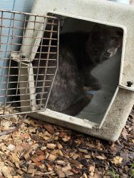 Lost Female Cat last seen End of drew lane, Kingston, NH 03848