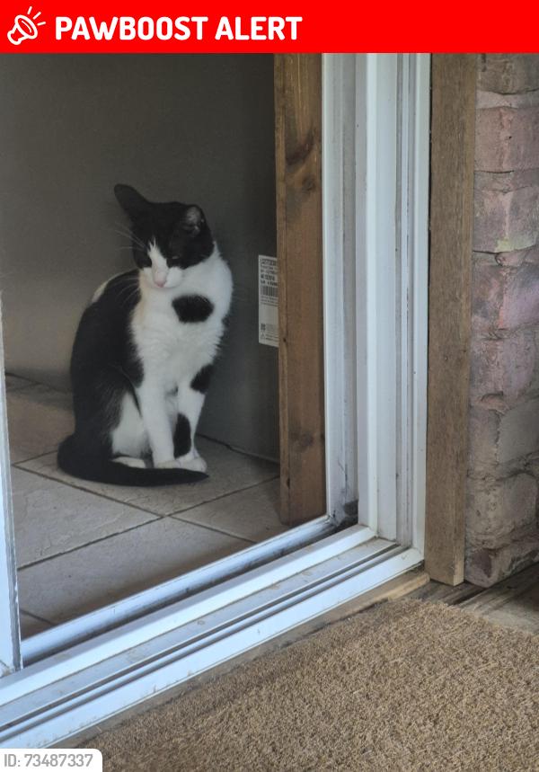 Lost Male Cat last seen Champion Forest Loop at Willis-Waukegan, Montgomery County, TX 77303