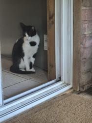 Lost Male Cat last seen Champion Forest Loop at Willis-Waukegan, Montgomery County, TX 77303