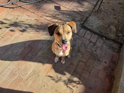 Reunited Female Dog last seen Roanoke/ Raymond Hill, Albuquerque, NM 87120