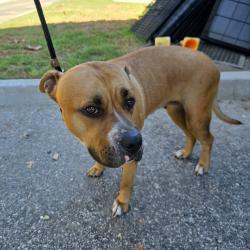Found/Stray Female Dog last seen Lincoln Park 101 Pacific Ave, Long Beach, CA 90802, Long Beach, CA 90802
