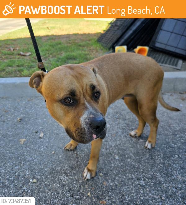 Found/Stray Female Dog last seen Lincoln Park 101 Pacific Ave, Long Beach, CA 90802, Long Beach, CA 90802