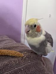 Lost Male Bird last seen collier park, Ramona, CA 92065