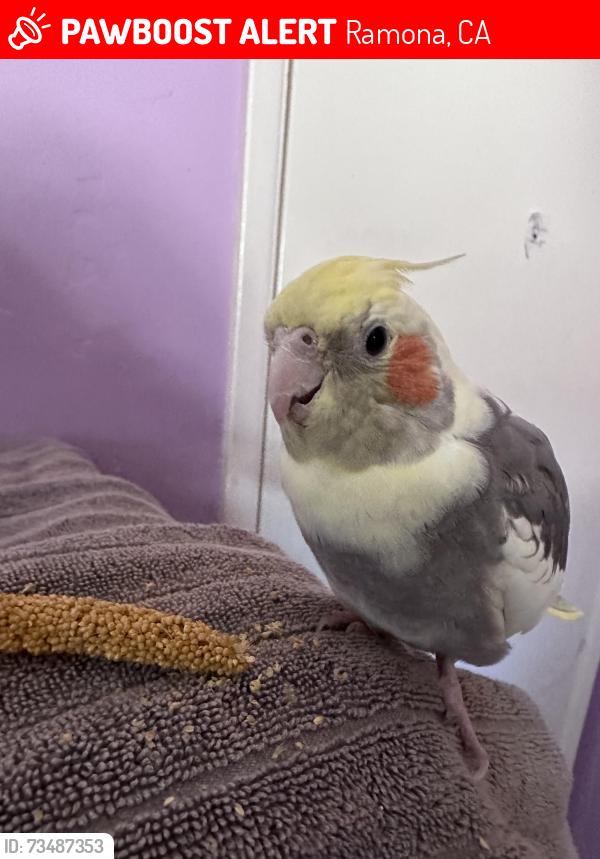 Lost Male Bird last seen collier park, Ramona, CA 92065