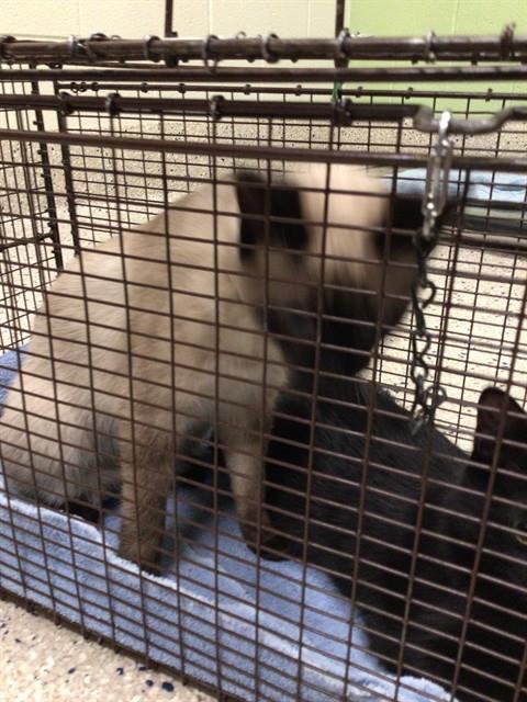 Shelter Stray Male Cat last seen , 12155 Park Blvd, Brighton, CO 80601, USA