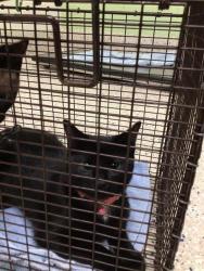 Shelter Stray Unknown Cat last seen , 12155 Park Blvd, Brighton, CO 80601, USA