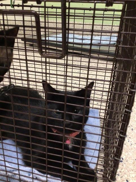 Shelter Stray Unknown Cat last seen , 12155 Park Blvd, Brighton, CO 80601, USA