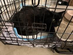 Found/Stray Male Cat last seen Cochran street and sycamore drive, Simi Valley, CA 93065