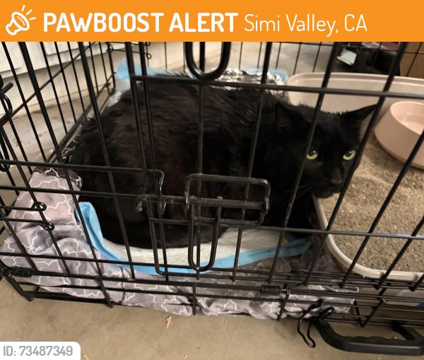 Found/Stray Male Cat last seen Cochran street and sycamore drive, Simi Valley, CA 93065