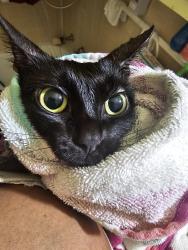 Reunited Female Cat last seen Forest Road, athens, Ga, Athens, GA 30605