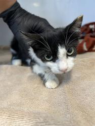 Shelter Stray Male Cat last seen 48TH ST, 1150 11 Mile Corner, Casa Grande, AZ 85194, USA