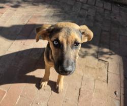 Reunited Male Dog last seen Roanoke/Raymond Hill, Albuquerque, NM 87120