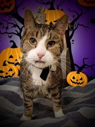 Shelter Stray Male Cat last seen Near BLOCK W 4240 S, TAYLORSVILLE UT 84129, 4522 W 3500 S, West Valley City, UT 84120, USA