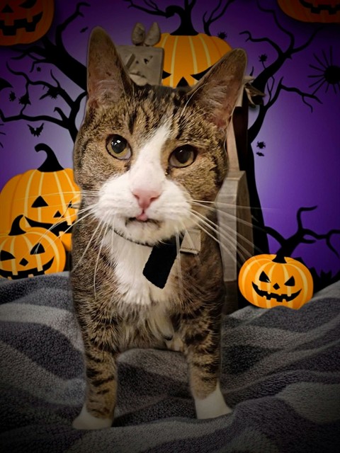 Shelter Stray Male Cat last seen Near BLOCK W 4240 S, TAYLORSVILLE UT 84129, 4522 W 3500 S, West Valley City, UT 84120, USA