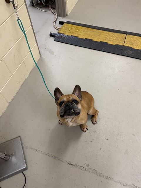 Shelter Stray Male Dog last seen Near TURKEY HOLLOW CIR, WINTER SPRINGS FL 32708, 232 Eslinger Way, Sanford, FL 32773, USA