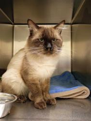 Shelter Stray Male Cat last seen Near BLOCK W 2900, 4522 W 3500 S, West Valley City, UT 84120, USA