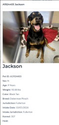 Reunited Male Dog last seen Chapman & State College, Fullerton, Fullerton, CA 92831