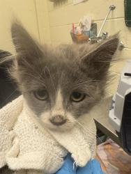 Shelter Stray Female Cat last seen Near BLOCK S REDWOOD RD, 4522 W 3500 S, West Valley City, UT 84120, USA