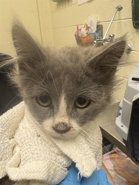 Shelter Stray Female Cat last seen Near BLOCK S REDWOOD RD, 4522 W 3500 S, West Valley City, UT 84120, USA