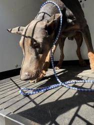 Shelter Stray Female Dog last seen Near BLK PANORAMA DR, BAKERSFIELD, CA, 201 S Mt Vernon Ave, Bakersfield, CA 93307, USA