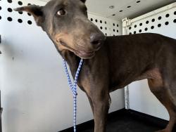 Shelter Stray Male Dog last seen Near BLK PANORAMA DR, BAKERSFIELD, CA, 201 S Mt Vernon Ave, Bakersfield, CA 93307, USA