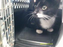 Shelter Stray Male Cat last seen , 2811 SE 29th St, Oklahoma City, OK 73129, USA