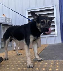 Shelter Stray Male Dog last seen Near BLOCK FAIRWIND AVE, ROSAMOND CA 93560, 3951 Fruitvale Ave, Bakersfield, CA 93308, USA