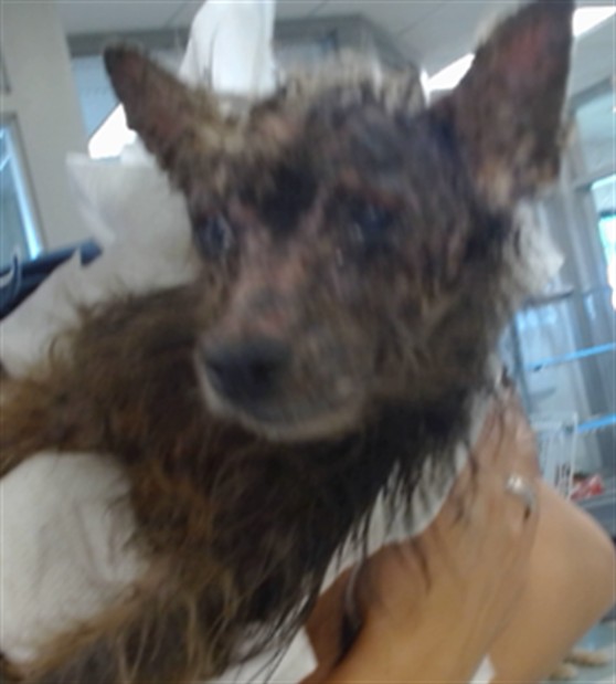 Shelter Stray Male Dog last seen , 2811 SE 29th St, Oklahoma City, OK 73129, USA