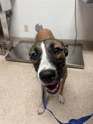 Shelter Stray Female Dog last seen Near BLOCK WILSON AVE, BAKERSFIELD CA 93308, 3951 Fruitvale Ave, Bakersfield, CA 93308, USA