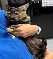 Shelter Stray Female Cat last seen Near BLOCK BELVEDERE AVE, FAYETTEVILLE NC 28305, 4704 Corporation Dr, Fayetteville, NC 28306, USA