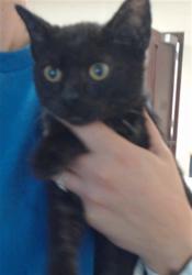 Shelter Stray Male Cat last seen Near PINE LAKE DR, FAYETTEVILLE NC 28311, 4704 Corporation Dr, Fayetteville, NC 28306, USA