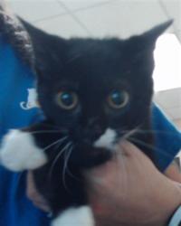 Shelter Stray Female Cat last seen Near PINE LAKE DR, FAYETTEVILLE NC 28311, 4704 Corporation Dr, Fayetteville, NC 28306, USA