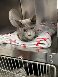Shelter Stray Female Cat last seen Near DEEP HOLLOW CT, FAYETTEVILLE NC 28311, 4704 Corporation Dr, Fayetteville, NC 28306, USA