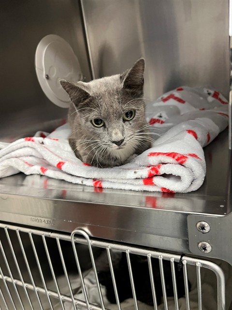 Shelter Stray Female Cat last seen Near DEEP HOLLOW CT, FAYETTEVILLE NC 28311, 4704 Corporation Dr, Fayetteville, NC 28306, USA