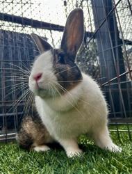 Shelter Stray Unknown Other last seen XSAN BRUNO/WILD, 1419 Bryant St, San Francisco, CA 94103, USA