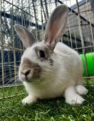 Shelter Stray Female Other last seen YALE ST / WAYLAND ST / MCLAREN PARK, 1419 Bryant St, San Francisco, CA 94103, USA
