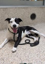 Shelter Stray Male Dog last seen , 3201 Lacy St, Los Angeles, CA 90031, USA